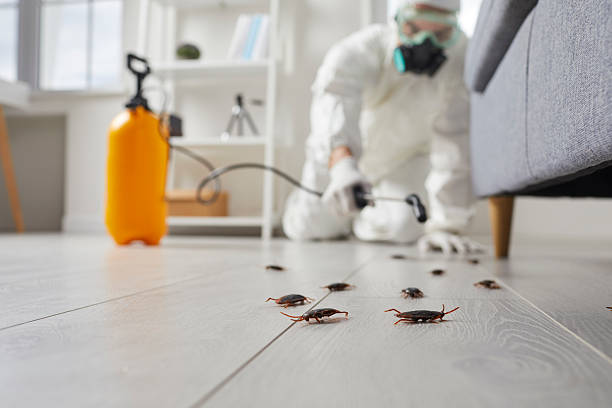 Commercial Rodent Management in Millbrae